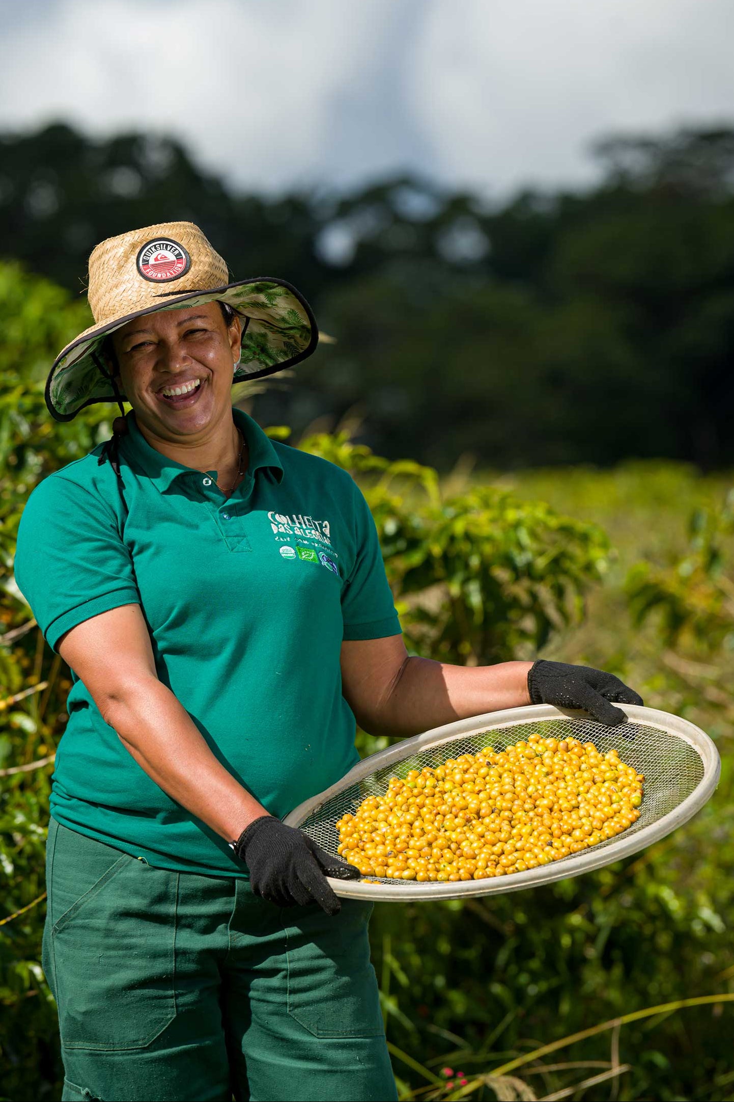 Person holding a tray of yellow coffee fruits in a green field